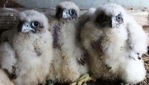 Pequeñas crías del Halcón Peregrino (Falco peregrinus)