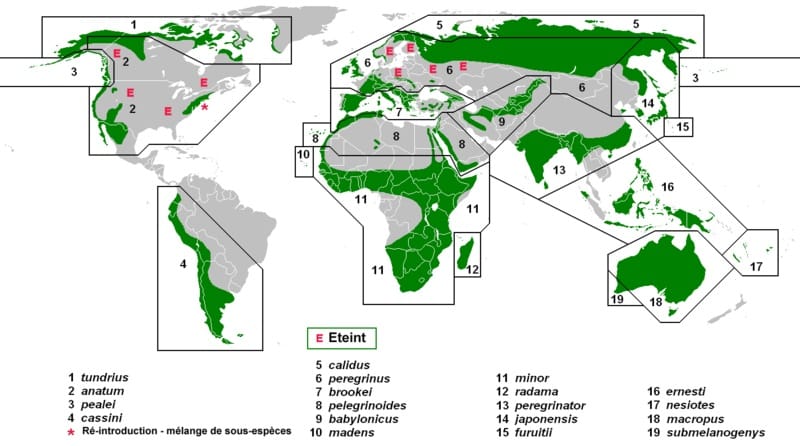 Distribución geográfica de las áreas de cría de las distintas subespecies