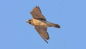 Halcón Peregrino (Falco peregrinus) volando en las alturas