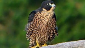 Halcón Peregrino (Falco peregrinus) parado en una roca