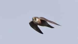 Halcón Peregrino (Falco peregrinus) en pleno vuelo