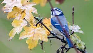Hermoso Herrerillo Común (Cyanistes caeruleus) azul