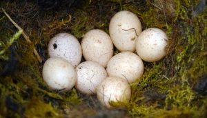 Huevos del Herrerillo Común (Cyanistes caeruleus)
