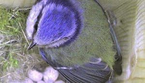 Herrerillo Común (Cyanistes caeruleus) en el nido