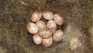 Los huevos del Herrerillo Cyanistes caeruleus