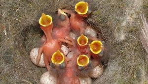 Los polluelos del Herrerillo Común (Cyanistes caeruleus)