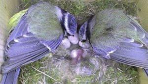 Los Herrerillos Comunes (Cyanistes caeruleus) en su nido