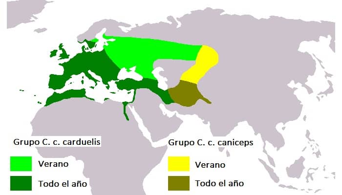 Distribución del Jilguero Europeo (Carduelis carduelis)