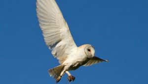 La Lechuza Común (Tyto alba) volando