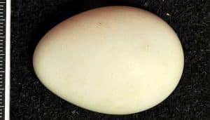 Un huevo de una lechuza común (Tyto alba)