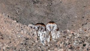 Familia de la lechuza común (Tyto alba)