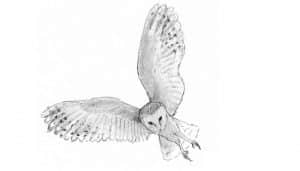 Hermoso dibujo de una lechuza común (Tyto alba)