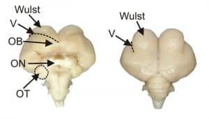 Cerebro de Lechuza Común. OT: tectum óptico; ON: nervio óptico ; OB: bulbo olfativo; V: vallecula