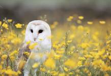 Lechuza Común La Hermosa Lechuza Común (Tyto alba)