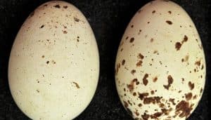 Dos huevos del Milvus migrans