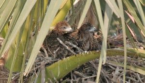 El nido del Milano Negro​ (Milvus migrans)