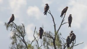 Varios Milanos Negros​ (Milvus migrans) en un árbol