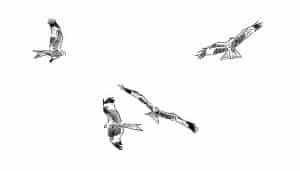 Varios Milanos Reales​ (Milvus milvus) volando en dibujo