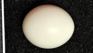 Huevo del Mochuelo Común (Athene noctua)