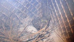 El nido del Mochuelo Común (Athene noctua)