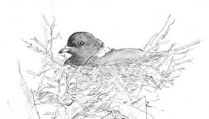 Dibujo del nido de una Paloma Torcaz (Columba palumbus)