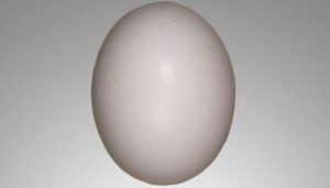 El huevo de la Paloma Torcaz (Columba palumbus)