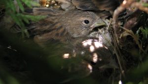 Pardillo Común (Linaria cannabina) en su nido
