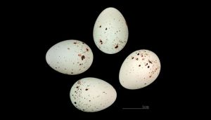 Huevos del Pardillo Común (Linaria cannabina)