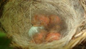El nido de un Pardillo Común (Linaria cannabina)