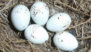 Los huevos del Pardillo Común (Linaria cannabina)