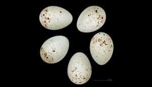 Huevos del Pardillo Linaria cannabina