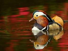 Pato Mandarín Pato Mandarín (Aix galericulata)