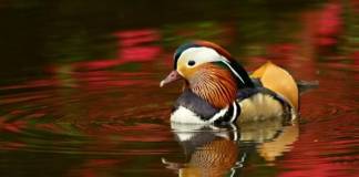 Pato Mandarín Pato Mandarín (Aix galericulata)
