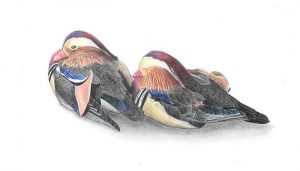 Dibujo de dos Patos Mandarín (Aix galericulata)
