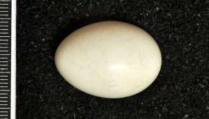 Huevo del Pito Real​ (Picus viridis)