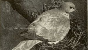 El nido de la Tórtola Turca (Streptopelia decaocto)