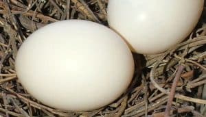 Huevos de la Tórtola Turca (Streptopelia decaocto)