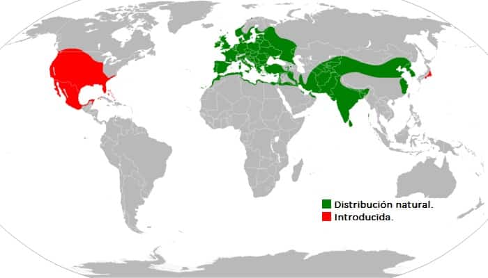 Distribución de la tórtola turca (Streptopelia decaocto)