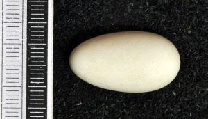 Huevo del Vencejo Común (Apus apus)