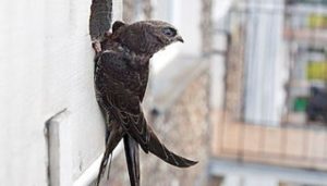 Vencejo Común (Apus apus) en la puerta de su nido