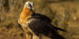 Buitre Barbado El quebrantahuesos (Gypaetus barbatus) bucando su alimento