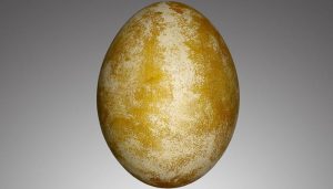Huevo del buitre barbado