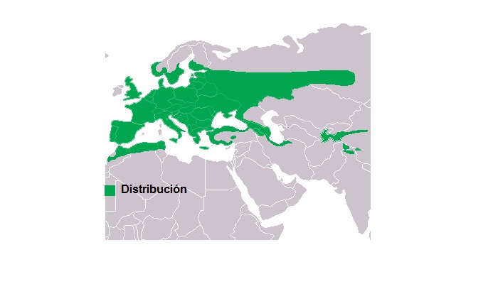 Distribución del Cárabo común