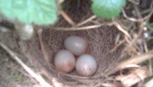 Tres huevos del Petirrojo europeo (Erithacus rubecula)