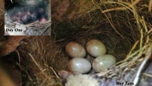 Un nido del Petirrojo europeo (Erithacus rubecula)