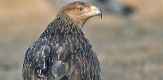 Águila Imperial Oriental Águila imperial oriental (Aquila heliaca)