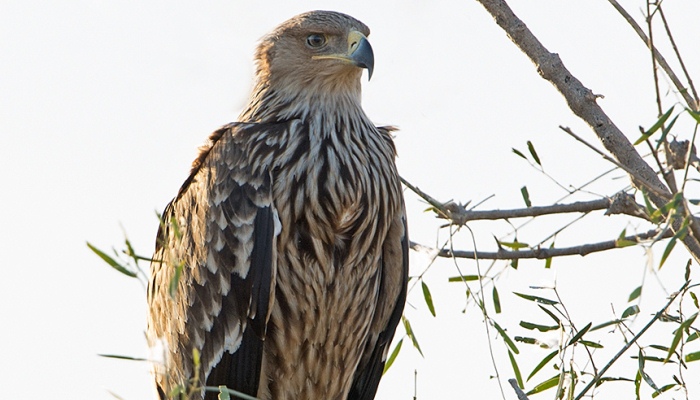 Una bella Águila imperial oriental (Aquila heliaca)