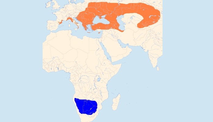 Distribución Geográfica del alcaudón chico (Lanius minor)