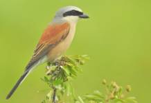 Alcaudón Dorsirrojo Alcaudón dorsirrojo (Lanius collurio) Distraido.