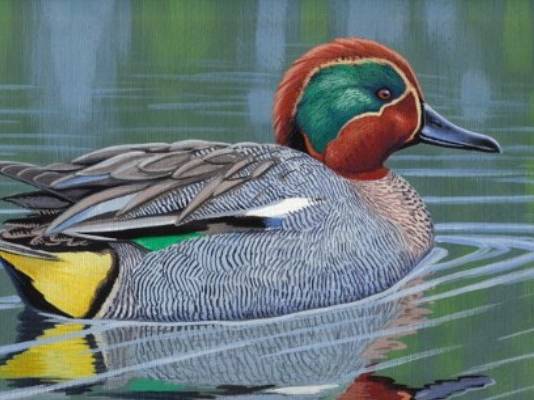 Cerceta Común Hermoso pato cerceta común (Anas crecca)